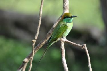 Green Bee Eater at Wilpattu National Park