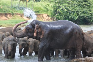 Elephants in Sri Lanka Yala