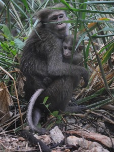 Monkey Sri Lanka