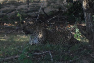 Leopard Pantera pardus kotika (Yala)