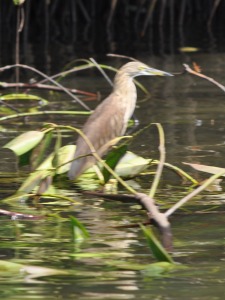 Birds at Bentota River