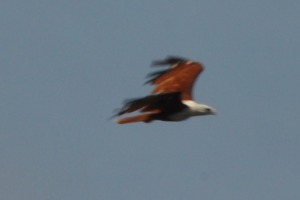 Birds at Eagle flying over Bentota River