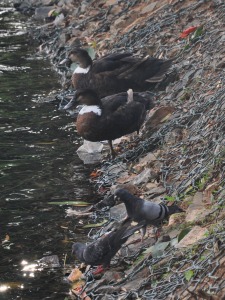 Ducks at Kandy lake