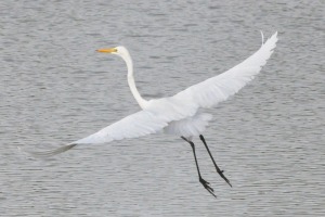 Bird at Yala national park sri lanka