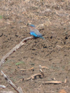 Blue bird at Yala