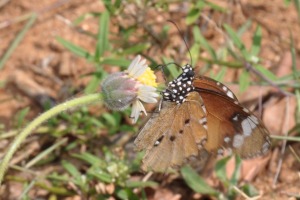 Butterfly Sri Lanka