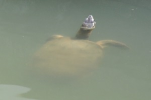 Turtle at temple