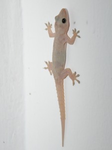 Gecko at Kandy