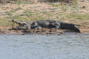 Crocodille at Yala