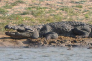 Krokodille Yala International National park