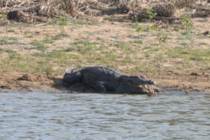 Croc at Yala