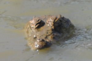 Croc hidding in the mud at Yala