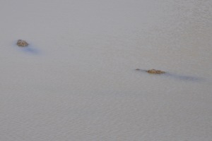 Croc at Yala