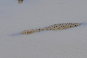Crocodille at Yala