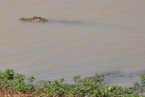 Crocodile at Yala