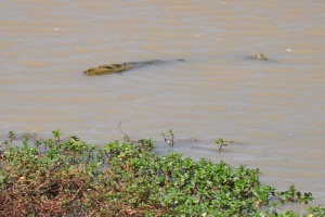 Croc hidden by mud at Yala