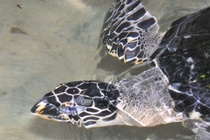 Turtles at Turtlefarm Sri Lanka