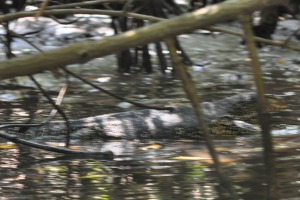 Reptile Bentota River