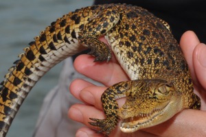 Baby crocodile Bentota River Sri Lanka