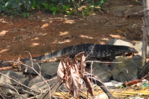 Reptile Bentota River Sri Lanka