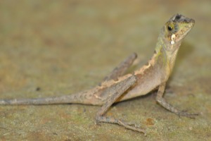 Reptile Cameleon Bentota River Sri Lanka