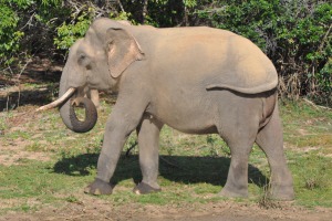 Yala Elephant