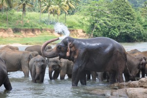 Pinawalla Elephant Orphanage