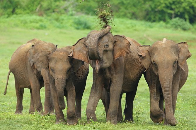 Udawalawe National Park
