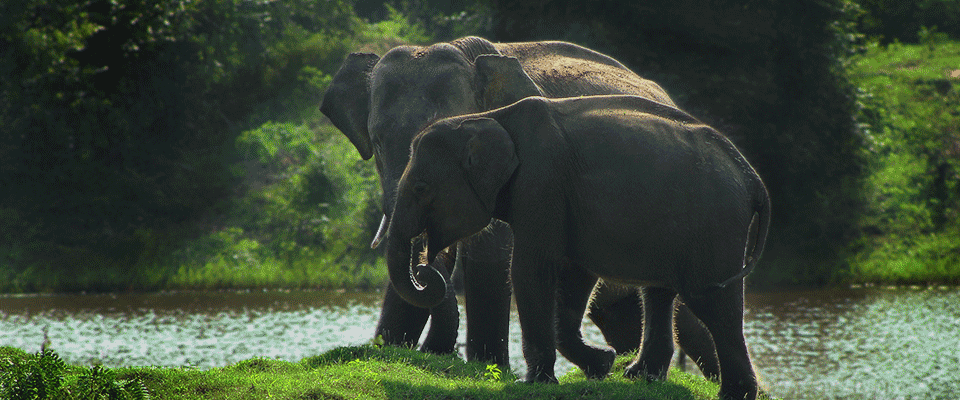 Yala National Park