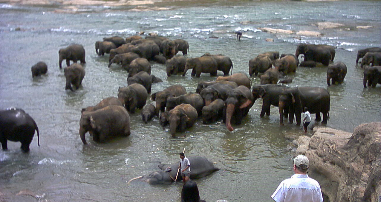 Pinnawala