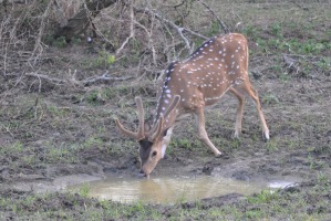 Yala Deer