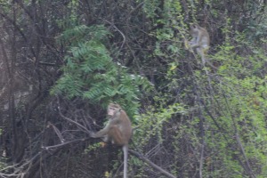 Monkeys / Primates