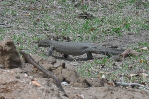 Reptiles of Sri Lanka