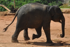Elephants / Proboscidea