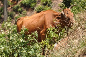 Ungulates / hoofed