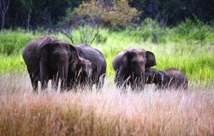 Maduru Oya Elephants