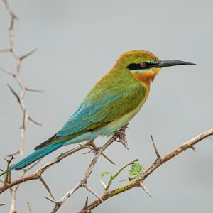 Bundala National Park