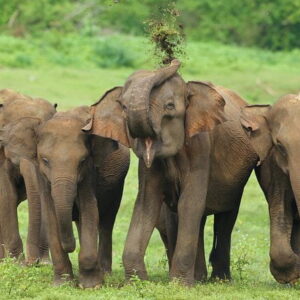 Udawalawe National Park