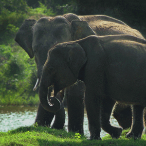 Yala National Park